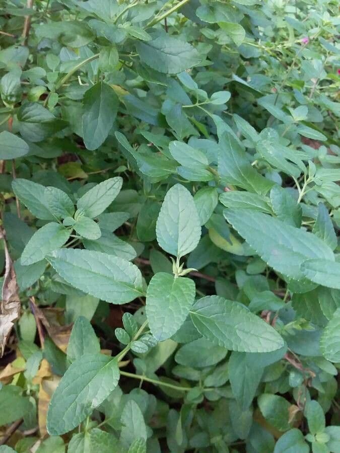 Salvia a foglie piccole 19