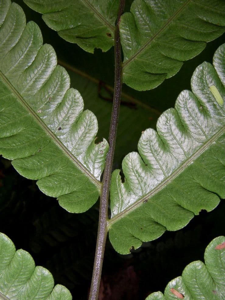 Thelypteris 5