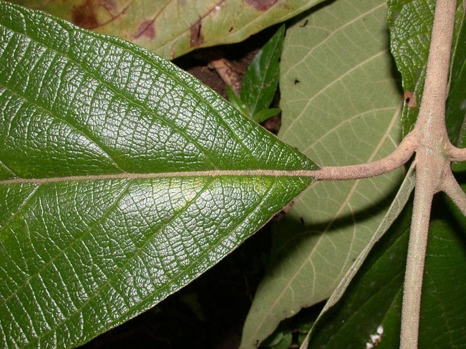 Callicarpa 15