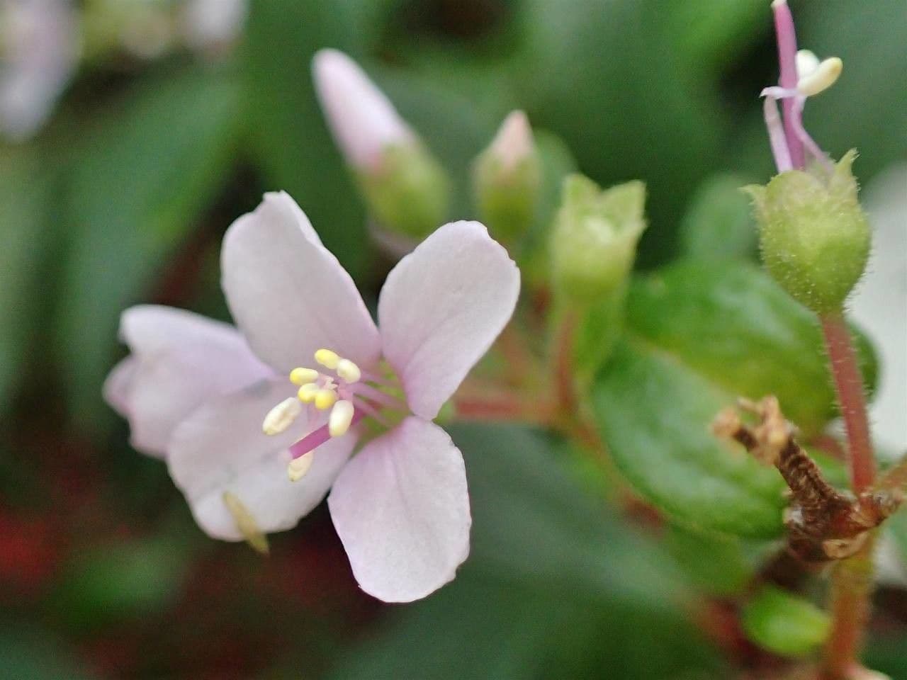 Centradenia 3