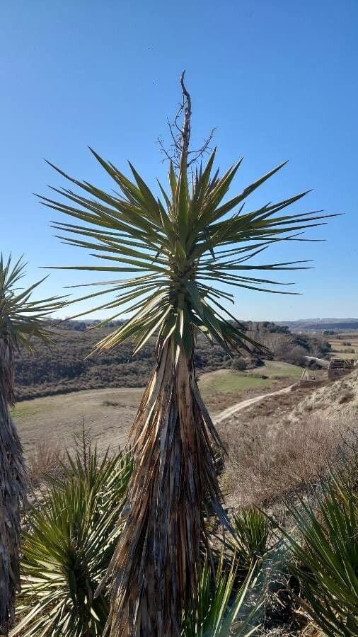 Yuca schidigera 15