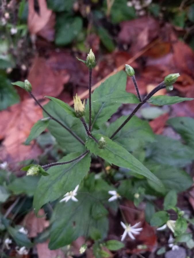 Berg-Aster 14