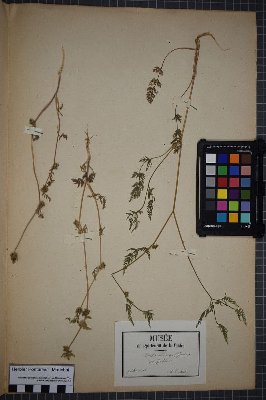 Lappola nodosa 27