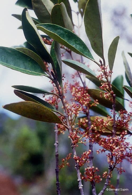 Austrobuxus 4