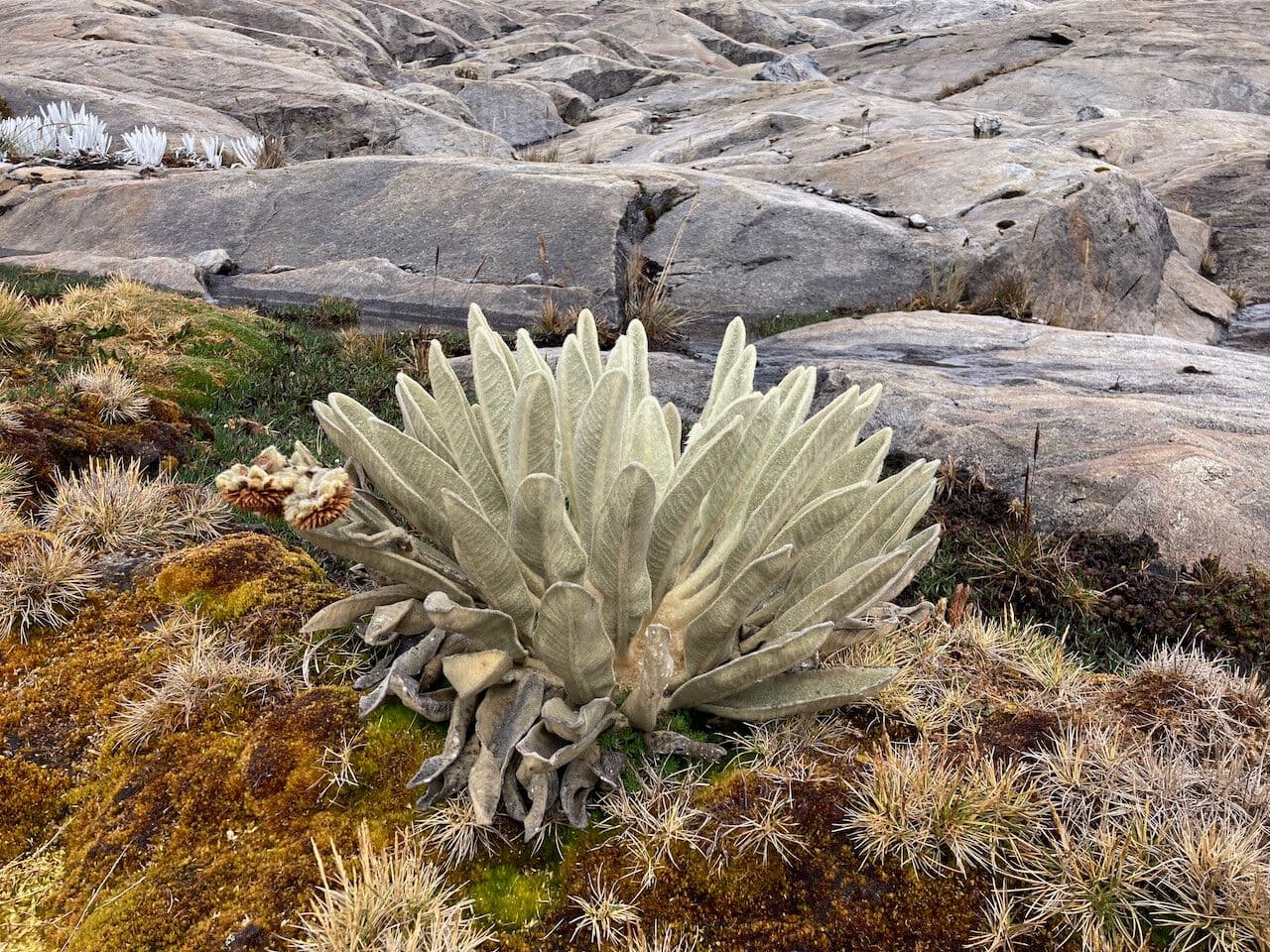 Espeletia 17