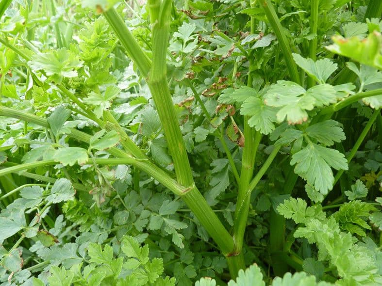 Finocchio acquatico 30