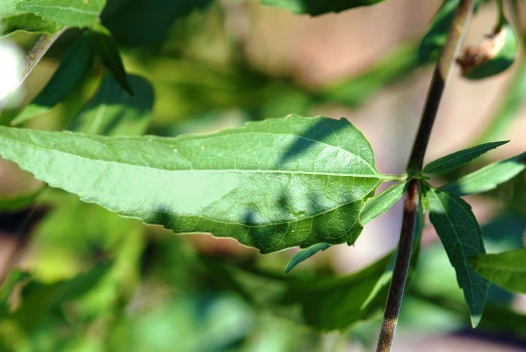 Brickellia eupatorioides 15