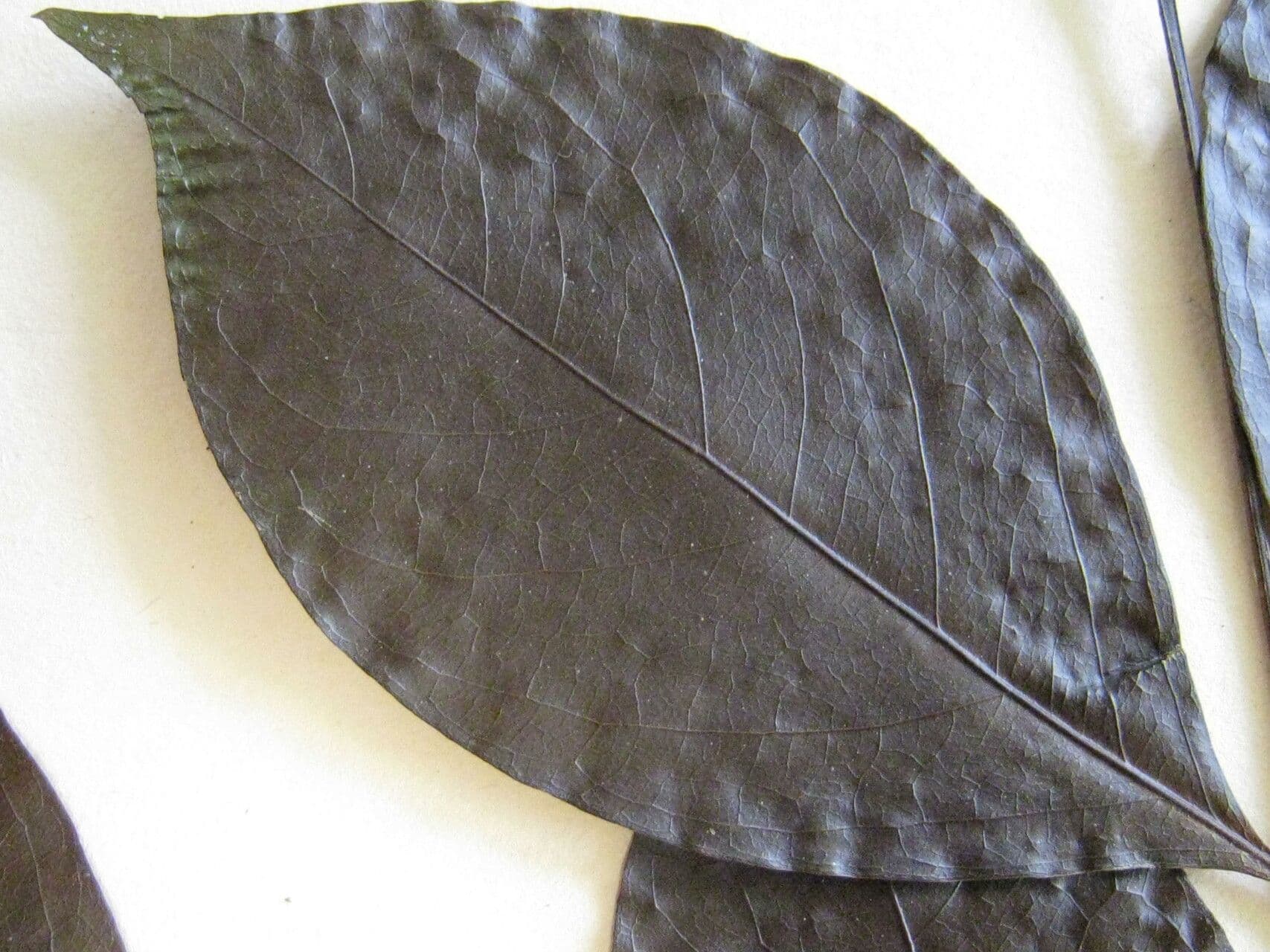 Inga 13