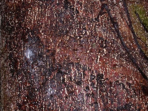 Casearia corymbosa 14