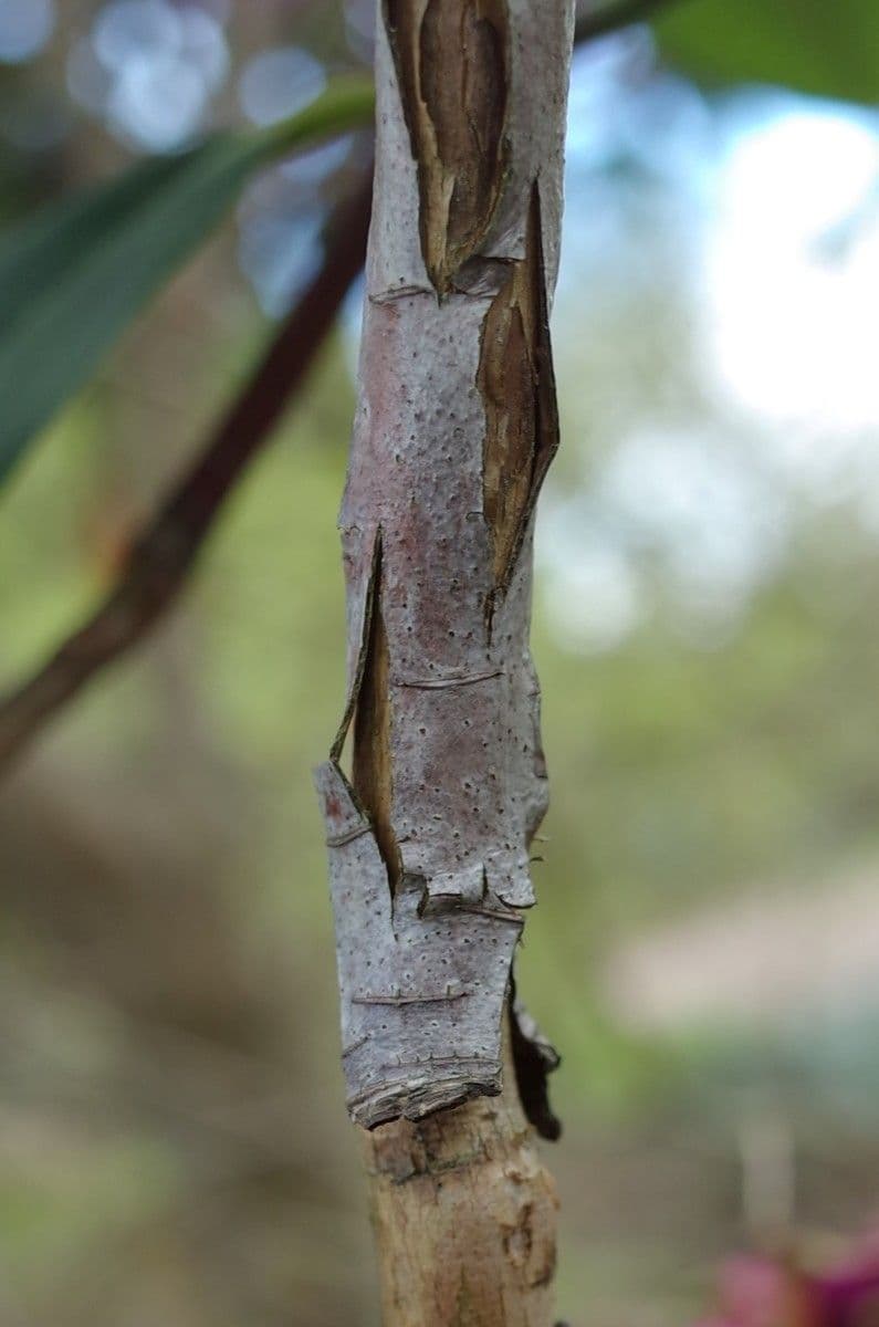 Rododendron anthosphaerum 9