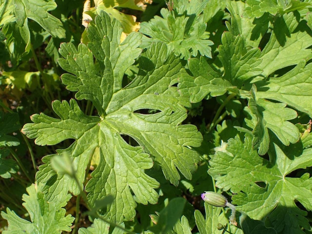 Storchschnabel 13