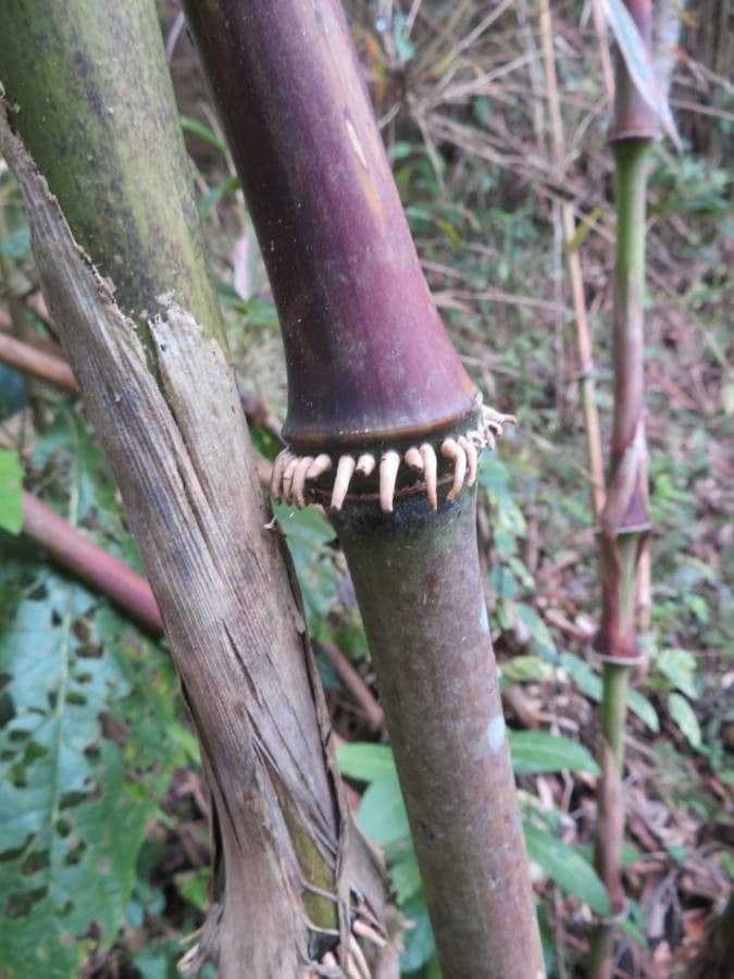 Guadua angustifolia 7