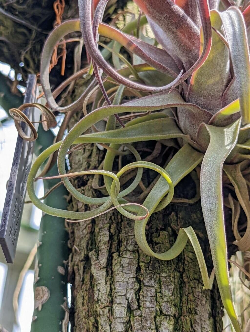 Tillandsia kučeravá 4