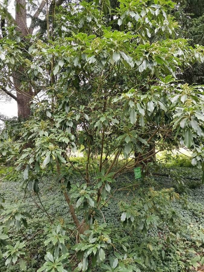 Trochodendron 15