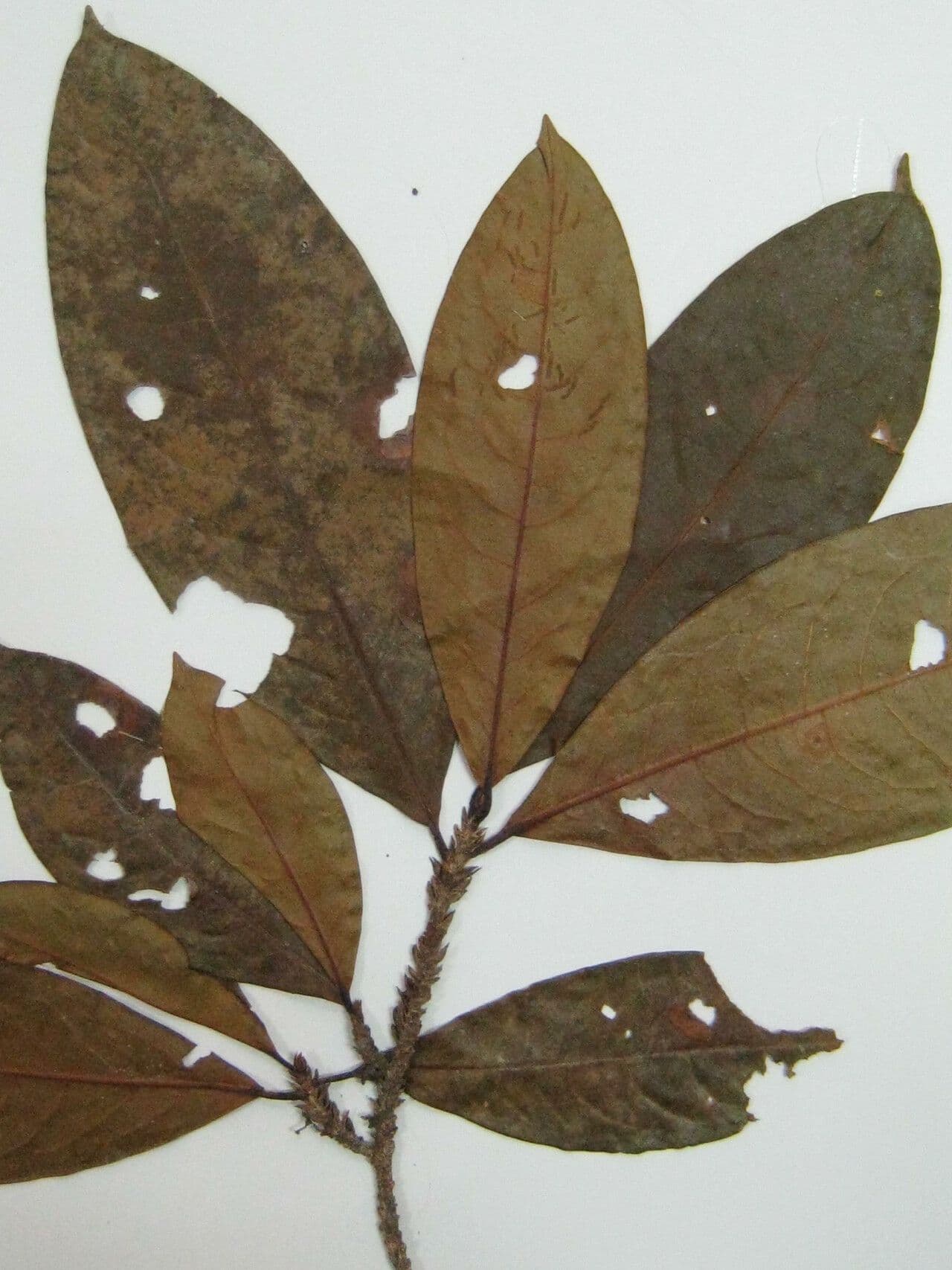 Erythroxylum 4