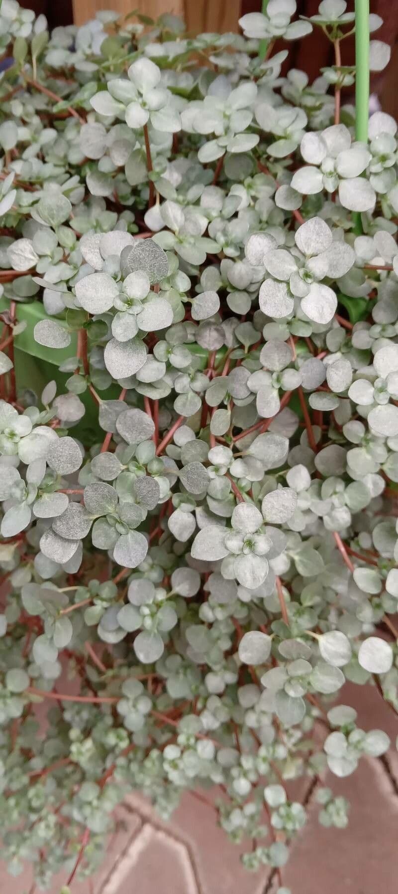 Pilea 6