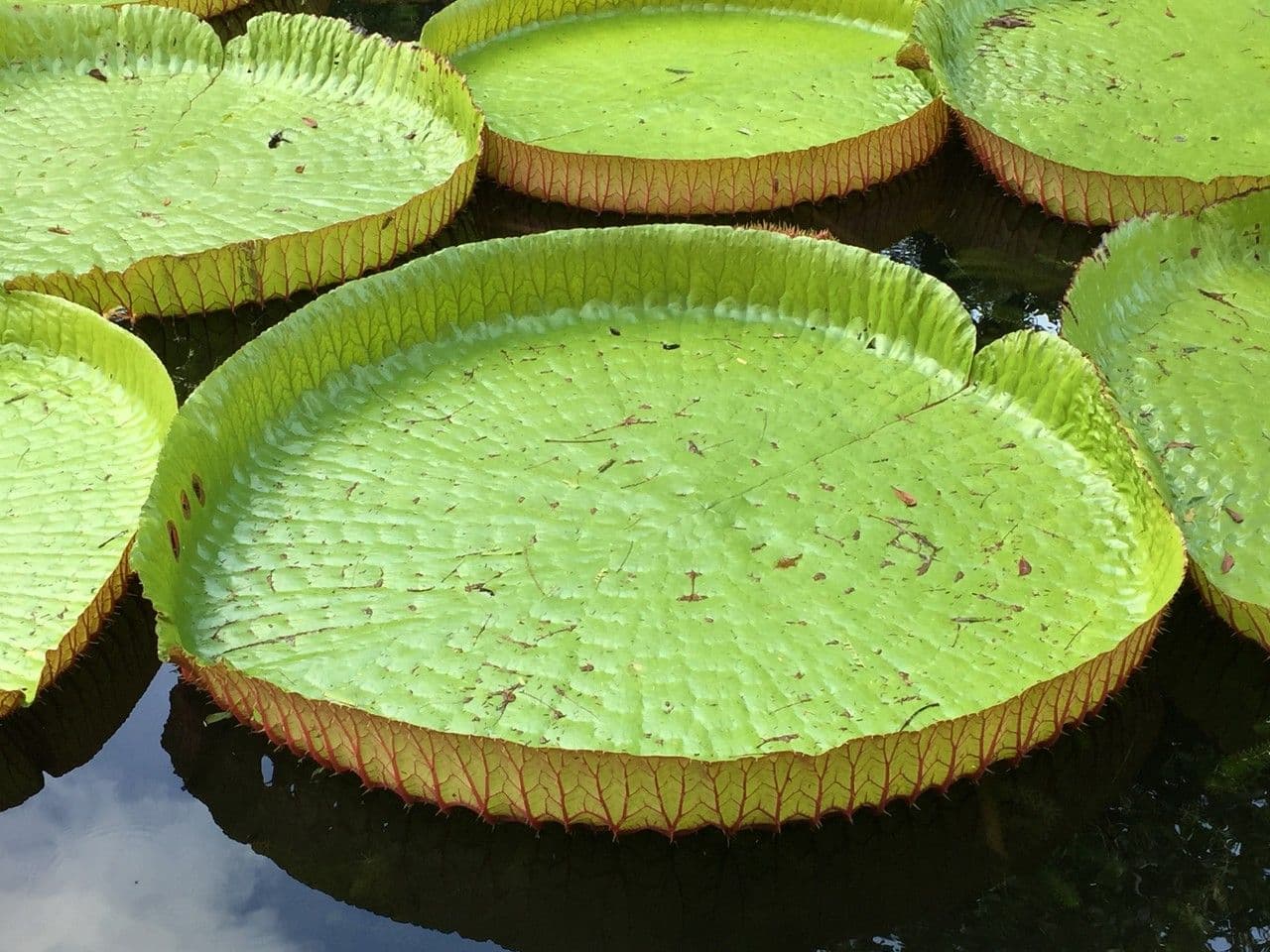 Riesen-Seerose 16