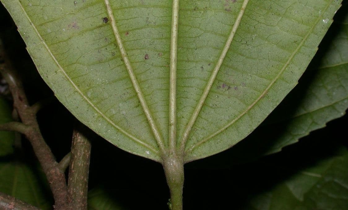 Lindens Pleuranthodendron 10