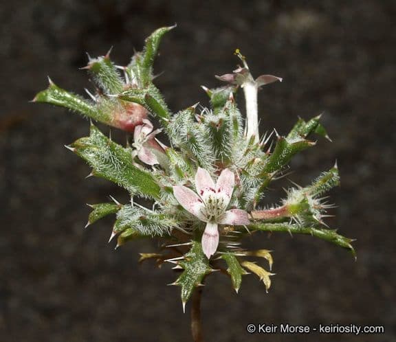 Loeseliastrum schottii 2
