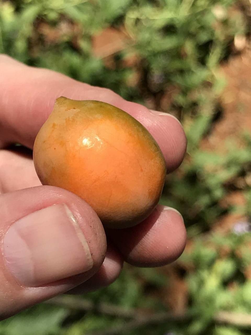 Garcinia livingstonei 4