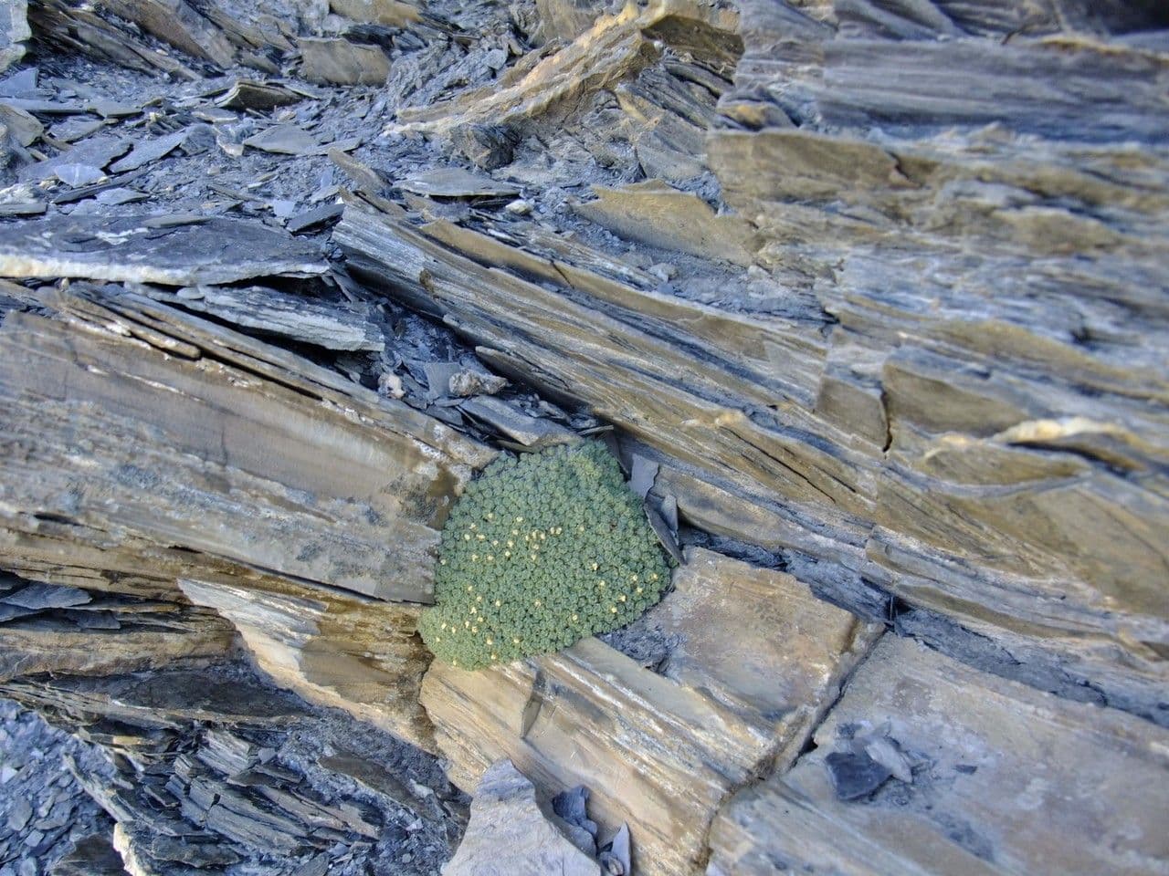 Schweizer Felsenblümchen 9