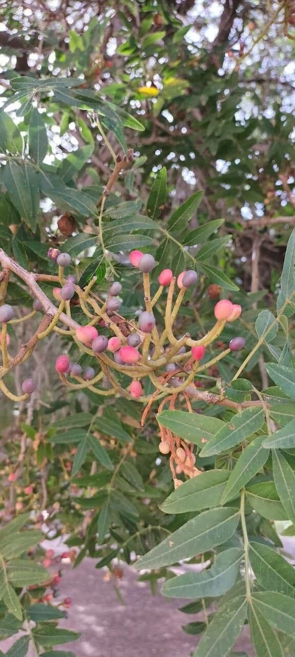 Pistacia 5