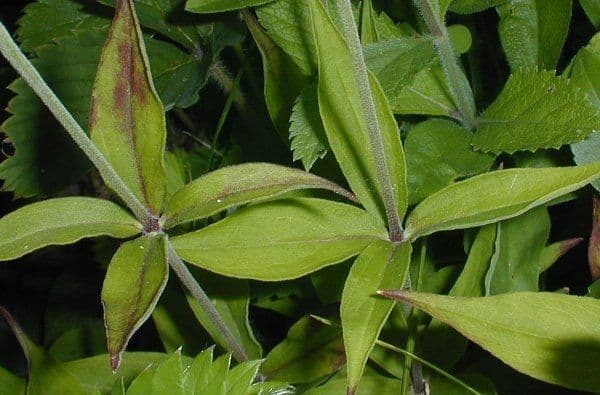 Silene stellata 14