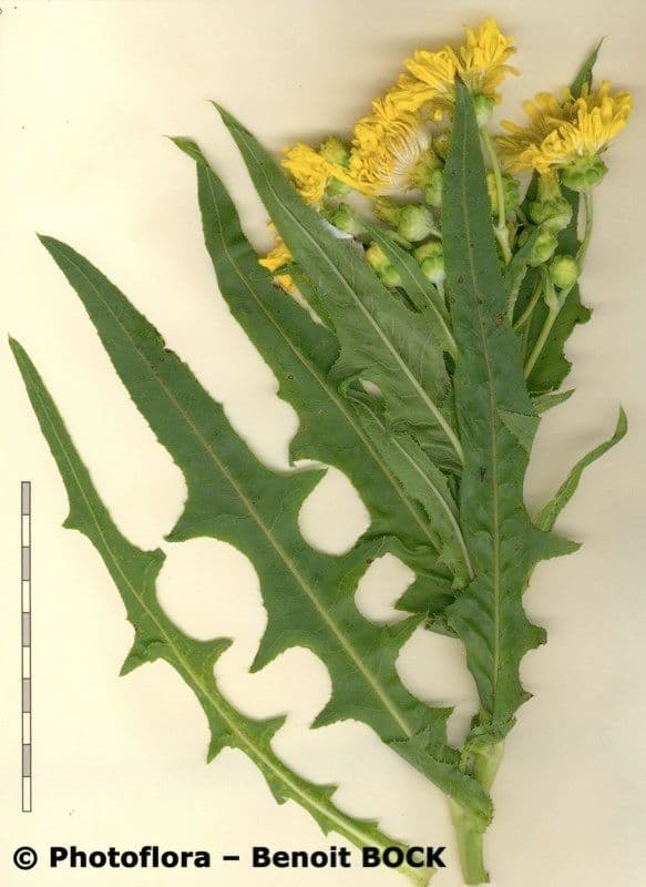 Cicerbita 23
