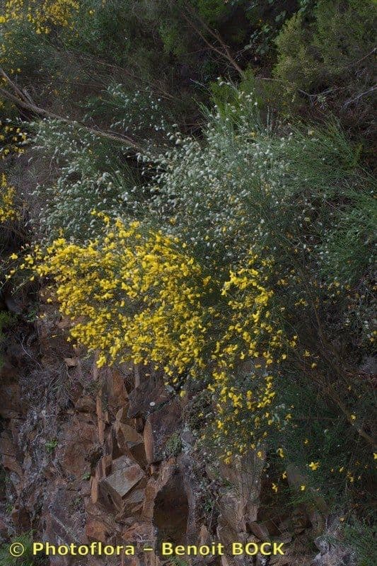 Janovec veľkokvetý 5