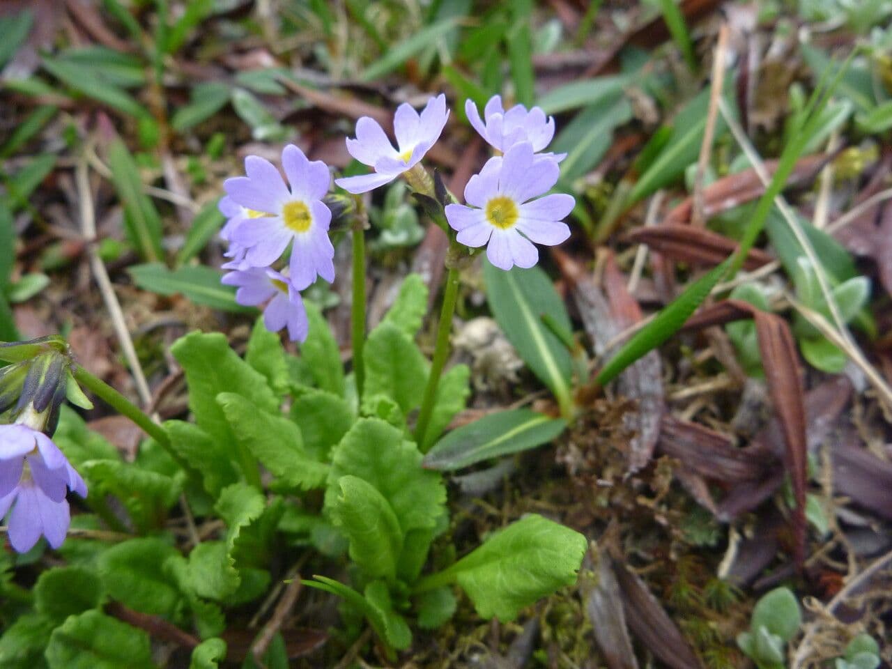 Primula ellittica 4