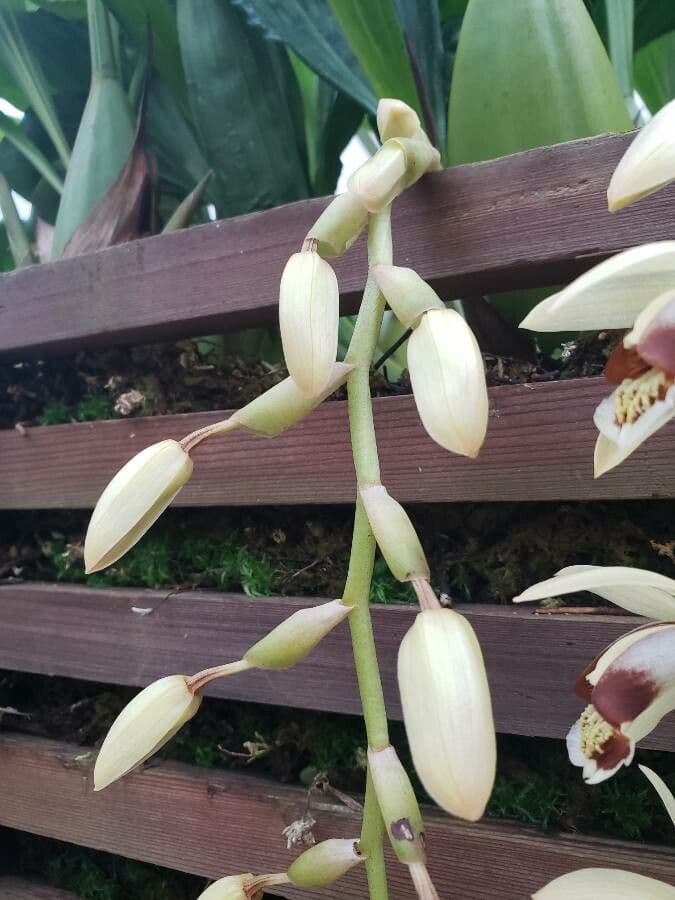 Coelogyne