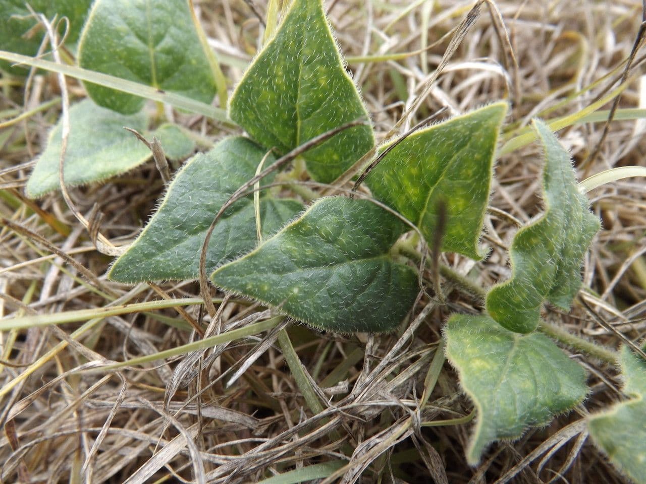 Matelea biflora 19