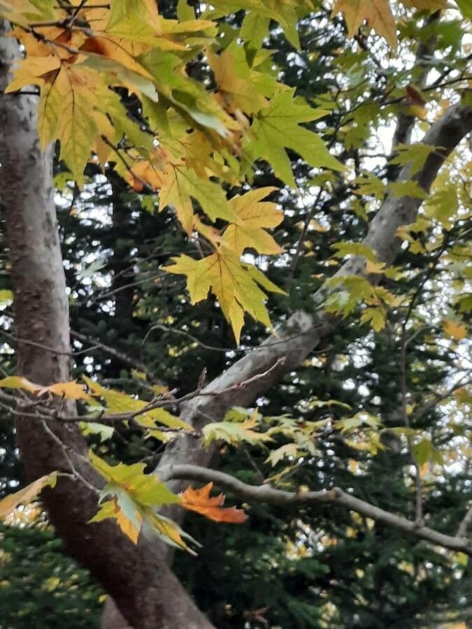 Arce plateado 19