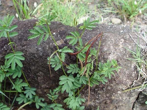 Desmanthus 2