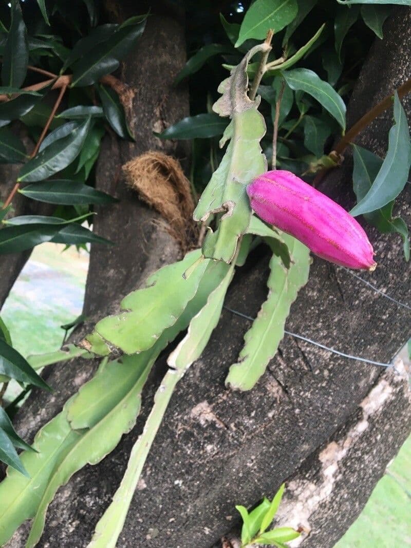 Cactus grimpant 2