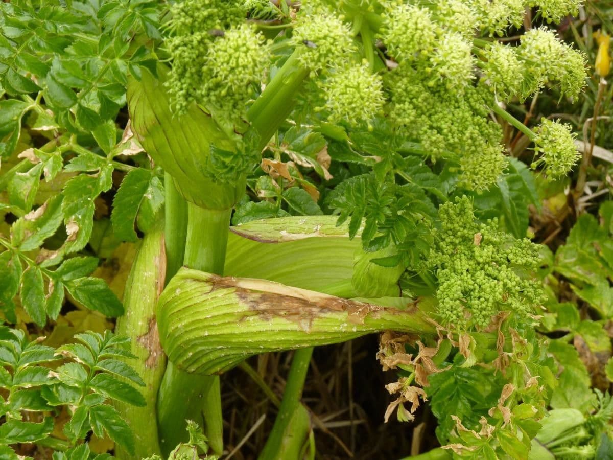Angelica pachycarpa 5