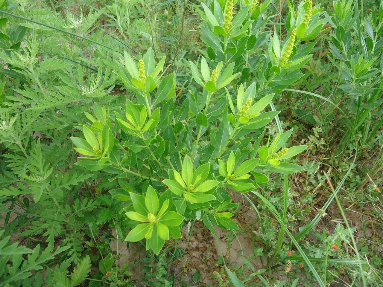 Stillingia 11