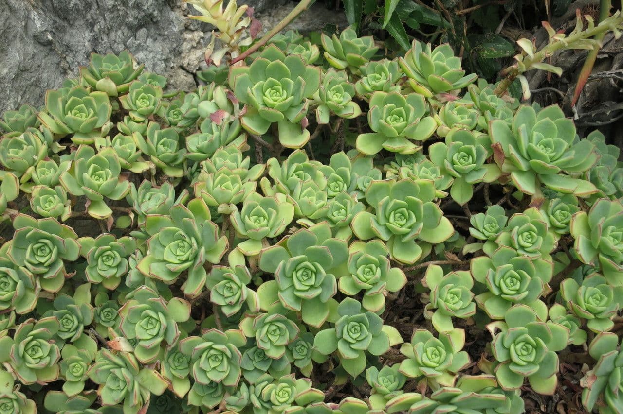 Aeonium 6
