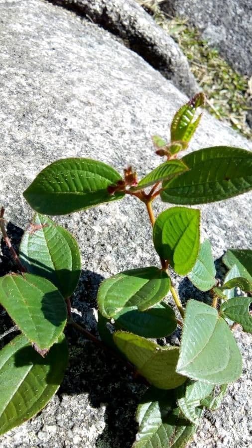 Miconia