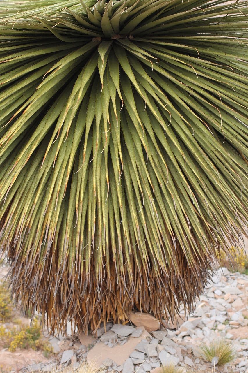 Puya raimondii 8