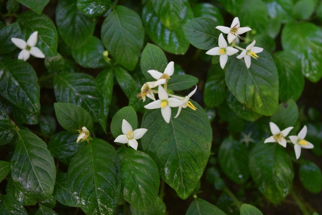 Argostemma 3