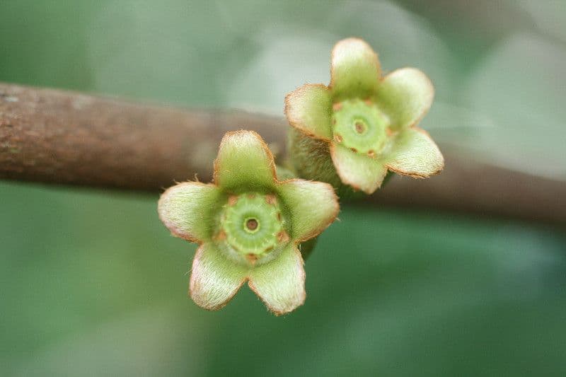 Bellucia grossularioide 9