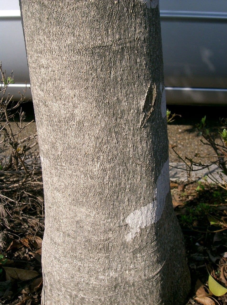 Ilex rotunda 18