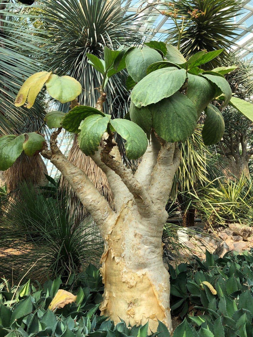 Cyphostemma