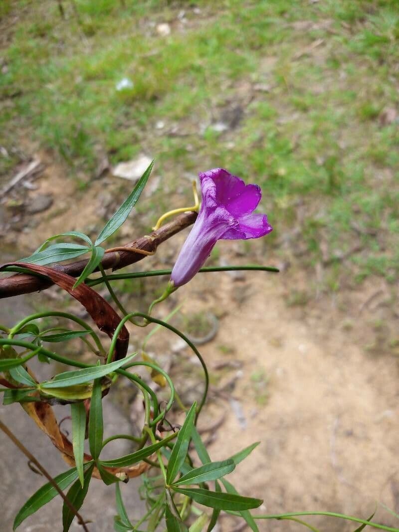 Ipomea 2