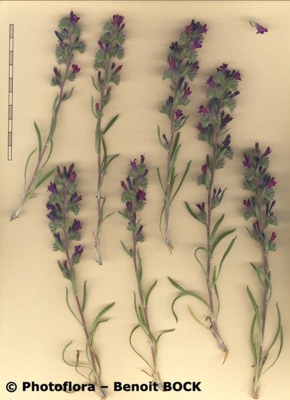 Echium humile 18
