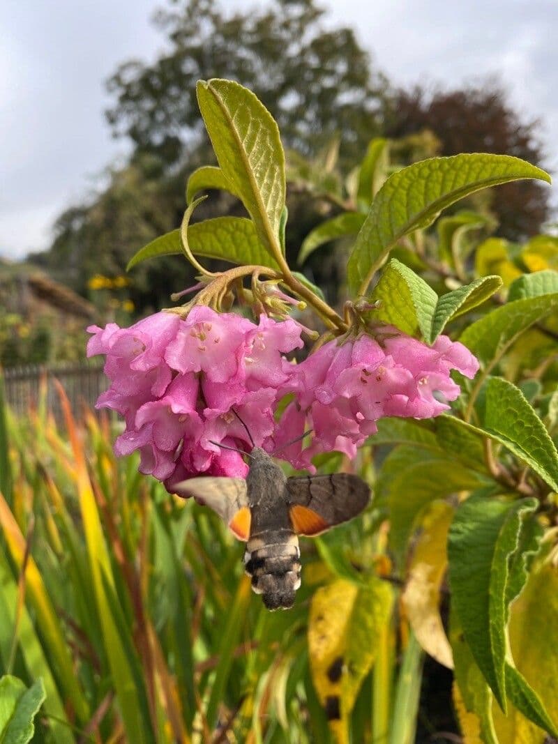Buddleja 3