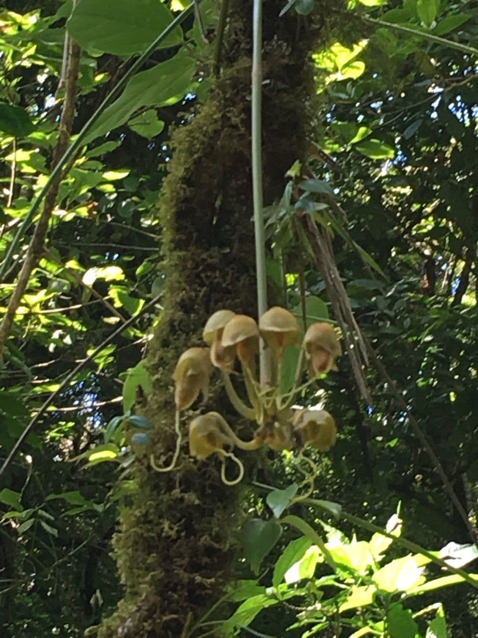 Mucuna 7