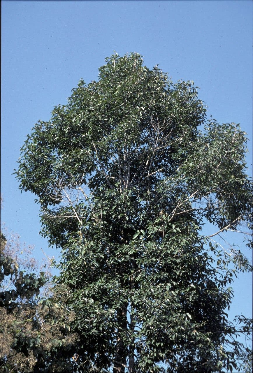 Dipterocarpus 2