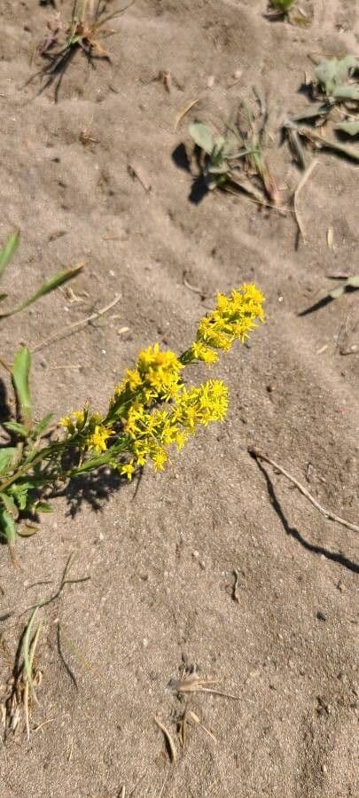 Solidago